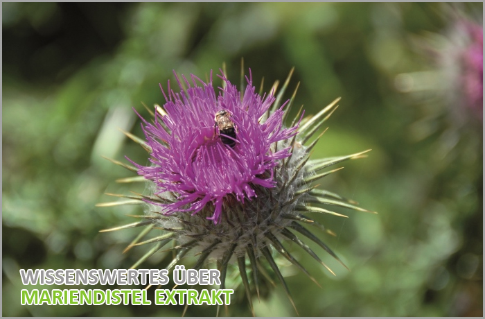 Mariendistel Informationen 